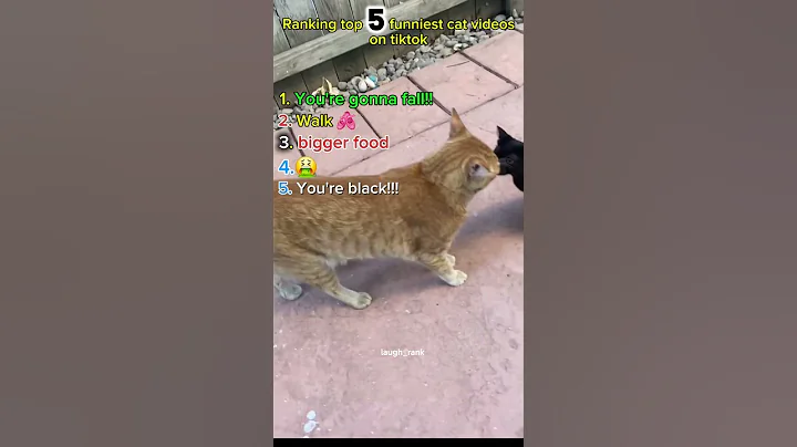 Video 11567351: best funniest cat