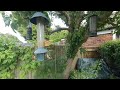 Goldfinches Feeding in VR180