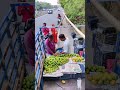 mini vlog challenge 1/45day challenge #fruit #mango #mangoseason #fyp #business