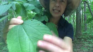 Morus rubra (red mulberry)