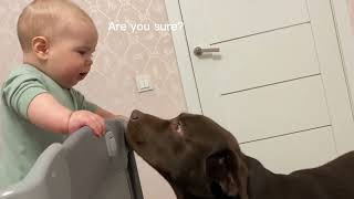 CUTE DIALOGUE BETWEEN BABY AND LABRADOR