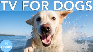 10 Hours Relaxing TV for Dogs: Free Entertaining Videos for Separation Anxiety!