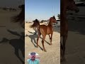 #horse #automobile #trending #chzulqurnain