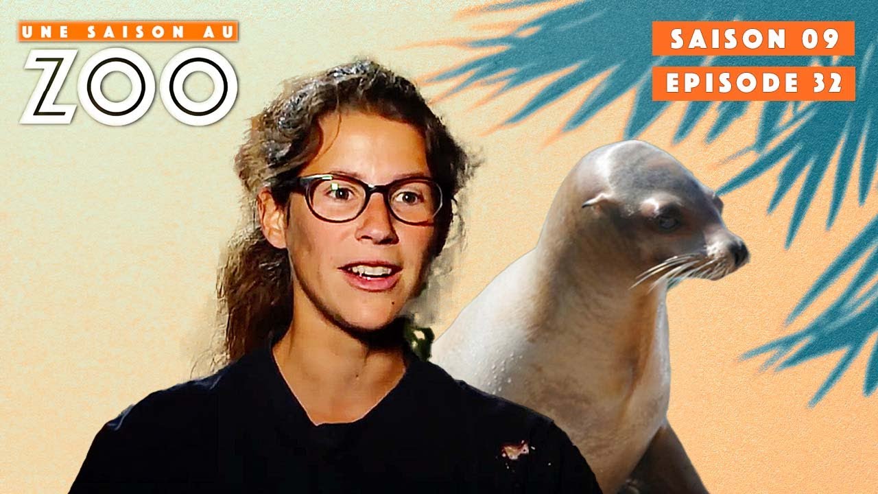 Session à l'eau : Bérénice s'entraîne avec les otaries | S09EP32 | Émission | Une Saison Au Zoo