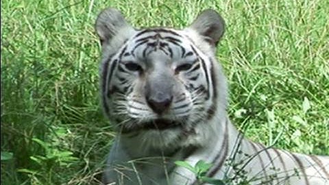 Q: Do TIGERS like catnip??