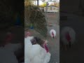 peacock 🦚 and turkey 🦃  #shorts #trending