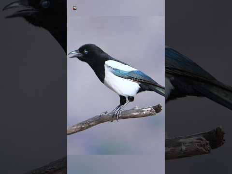 Eurasian Magpie Sound