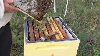 Карника все таки хорошая порода пчёл, конец медосбора в 2023год
