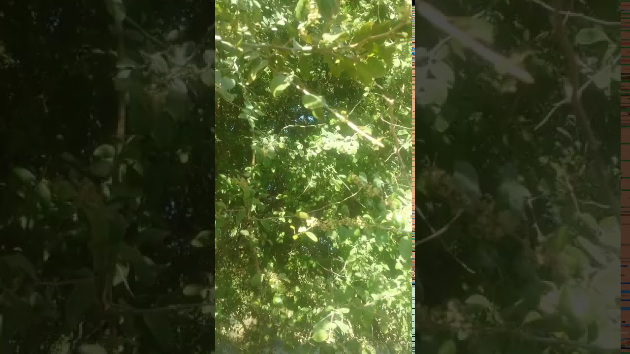 Magnifique Jardin De Jujubier Miel Sidr Yemen Youtube