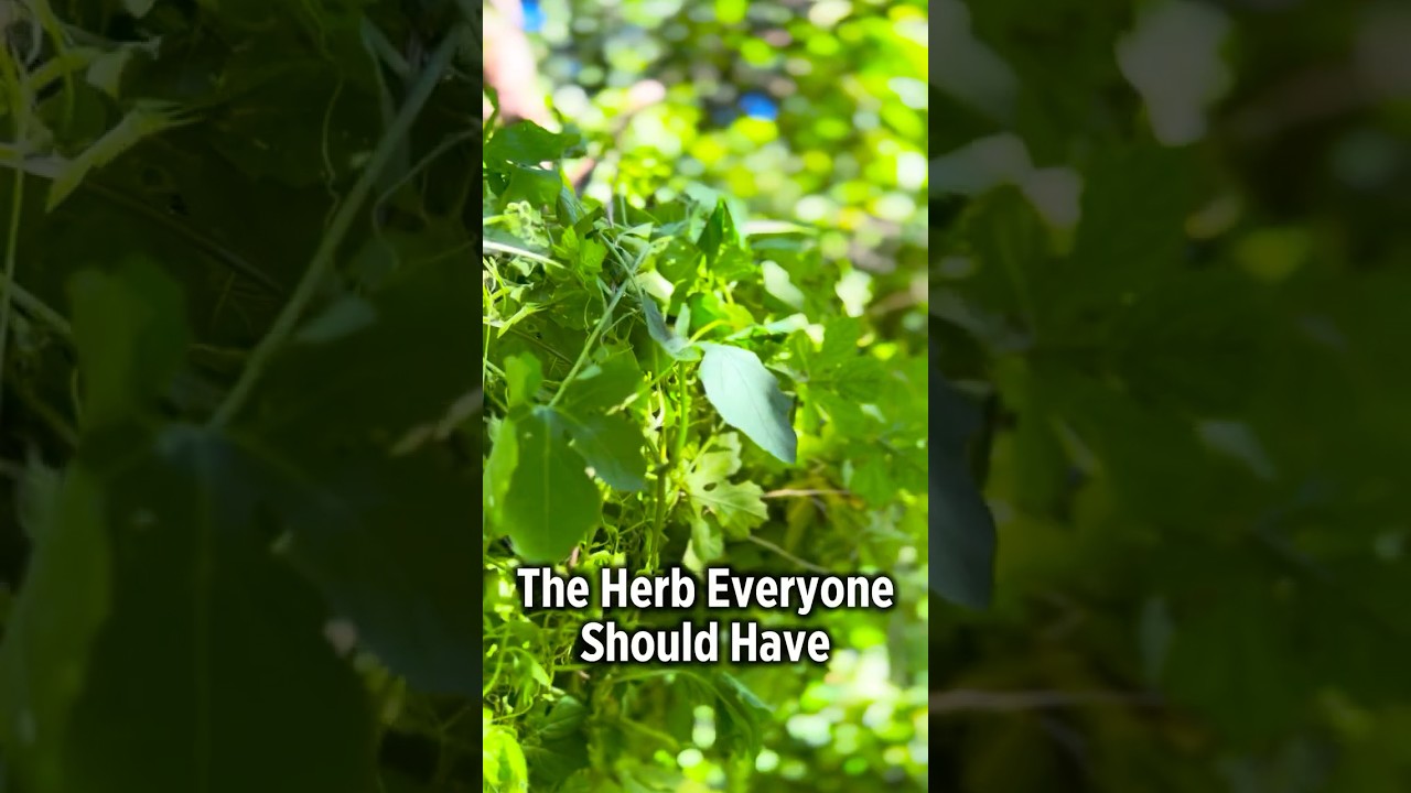 Cerasee (Asosi) – The Bitter Herb Haitians Swear By 🌿🇭🇹