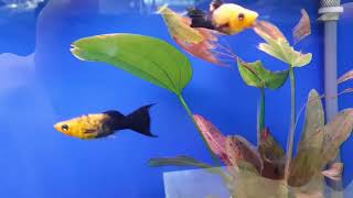 Akvaryum Balıkları Ve Fiatları Almanya. Aquarium und Fisch 🐟 Preis