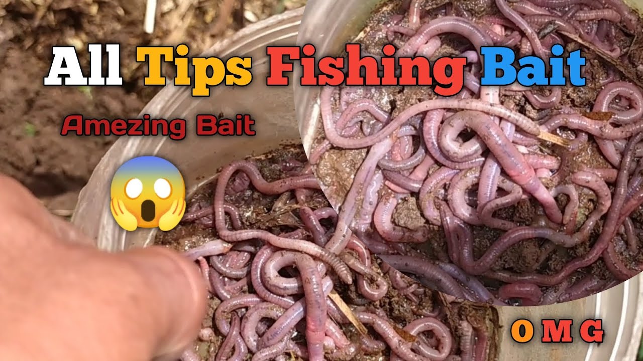 fishing Bait/all tips fishing Bait/fishing Bait/snake fish Bait/maral