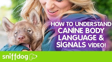 How To Understand Canine Body Language and Signals Video