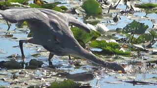 Great blue heron catching fish slowmotion 9 18 2022