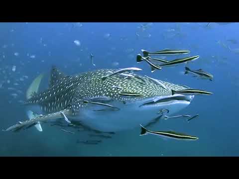 South West Pinnacle Dive Site Koh Tao in Thailand