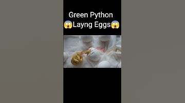 Green Python Laying Eggs#shot #shorts #animales #animals #snake #python #cobra #kingcobra #anaconda