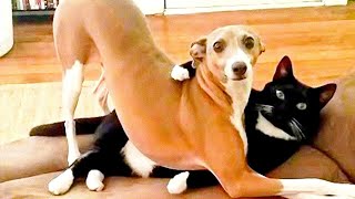 Funny Cats And Dogs Videos 🤣 - Funniest Animal Videos 2024! 🤗