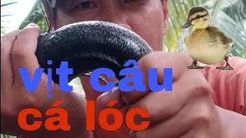 câu cá lóc bằng vịt, và con vịt đã thu phục được con cá lóc NI NGUYỄN TV #89