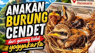 Kiriman Burung Cendet Lolohan Dari Pesisir Gunung Kidul Yogyakarta