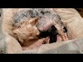 Yorkie giving birth to 7 puppies