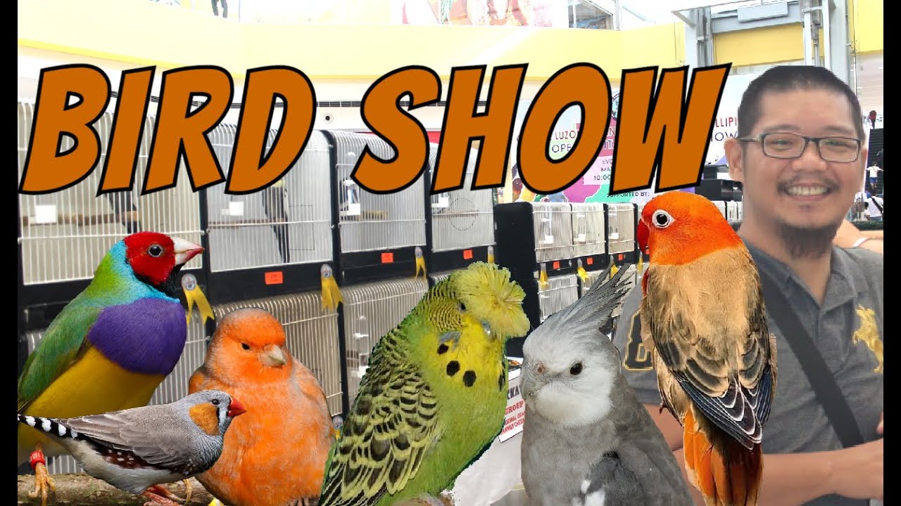 Stafford Bird show.