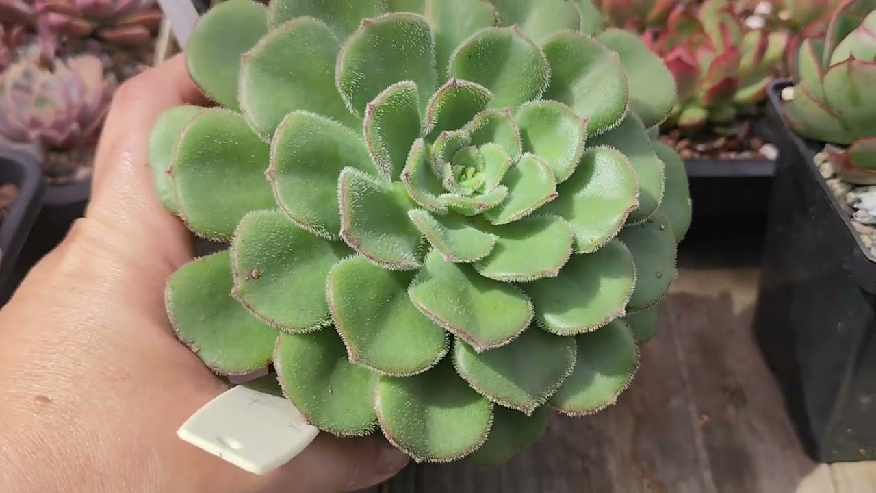 10 suculentas compactas