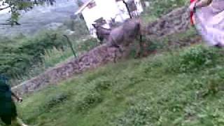 La frecha...sacando al burro
