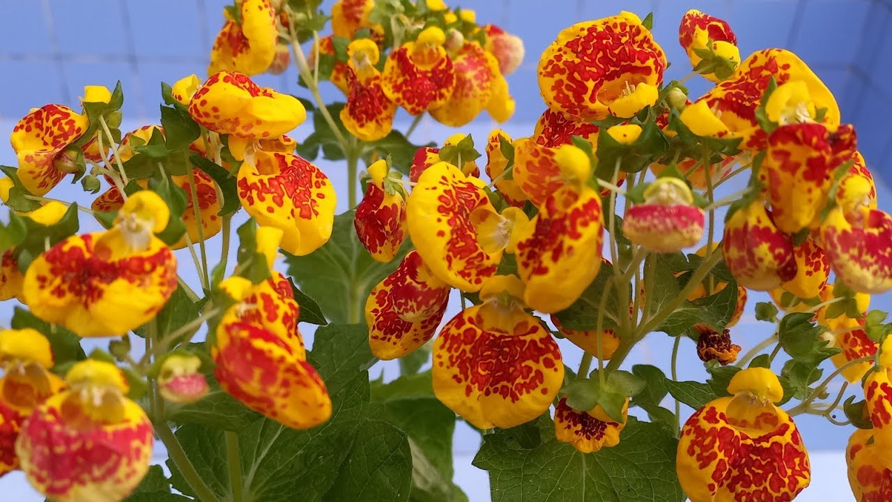 PLANTA CALCEOLÁRIA, (SAPATINHO DE VÊNUS ,CHINELINHO DE MADAME) UMA DAS MAIS  BELAS PLANTAS. - thptnganamst.edu.vn