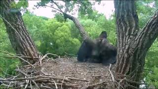 DECORAH EAGLES  6/14/2018  1:30 PM  CDT  TWO OF THE JUVIES ARE ROWDY