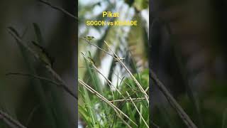 Download Lagu Pikat Sogon vs Kemade MP3