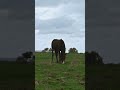Horse grazing on a Cloudy Day #horse #cloudy #graze #beautiful #grass #eat #nature #wildlife HA67625