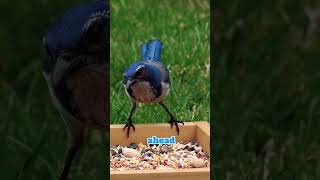 This Bird Outsmarts Everyone 🐦 | The Genius California Scrub Jay #wildveill