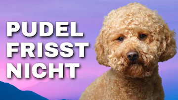 Was frisst ein Pudel am liebsten?