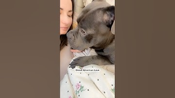 Pure, loyal, unconditional love #cute #dog #dogmom #love #pitbull #staffordshireterrier #blue #video