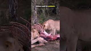 She Hunts. She Fails 80% of the Time. He Still Eats First #lions #hunting #wildlife