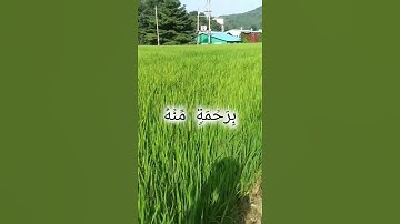 سورة التوبه بصوت الشيخ المنشاوي