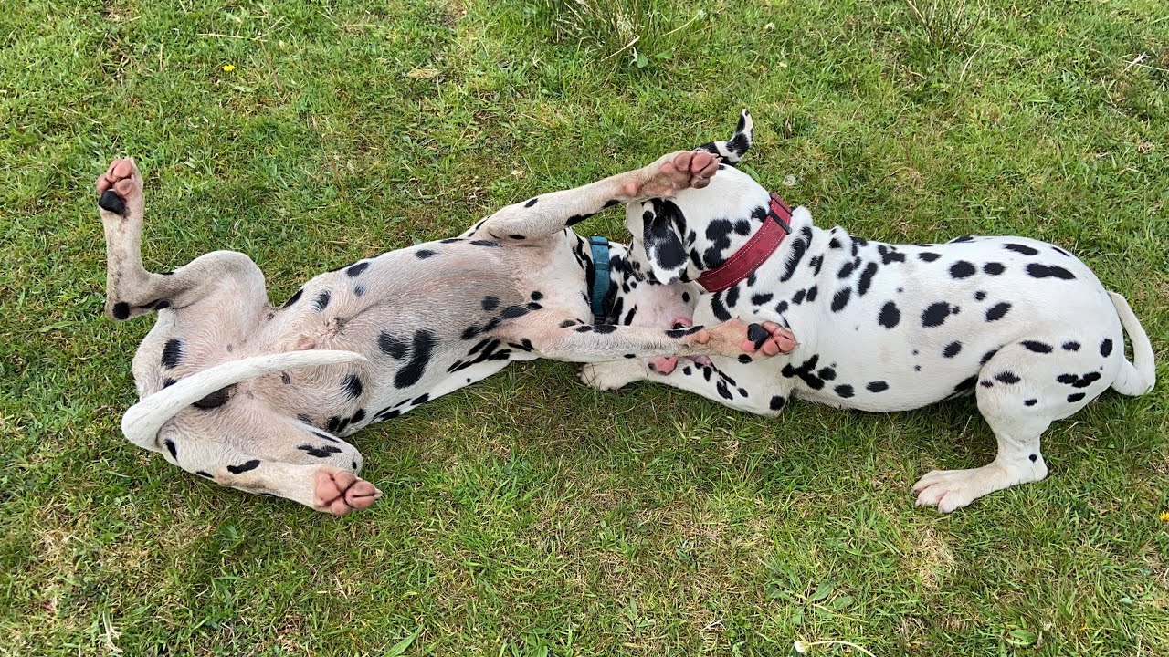 Dalmatians playing