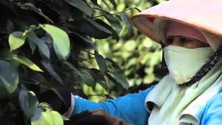 Vietnam ~ Black Pepper Harvest