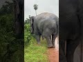 Majestic Moments: Walk Side by Side with Gentle Giants in the Wild