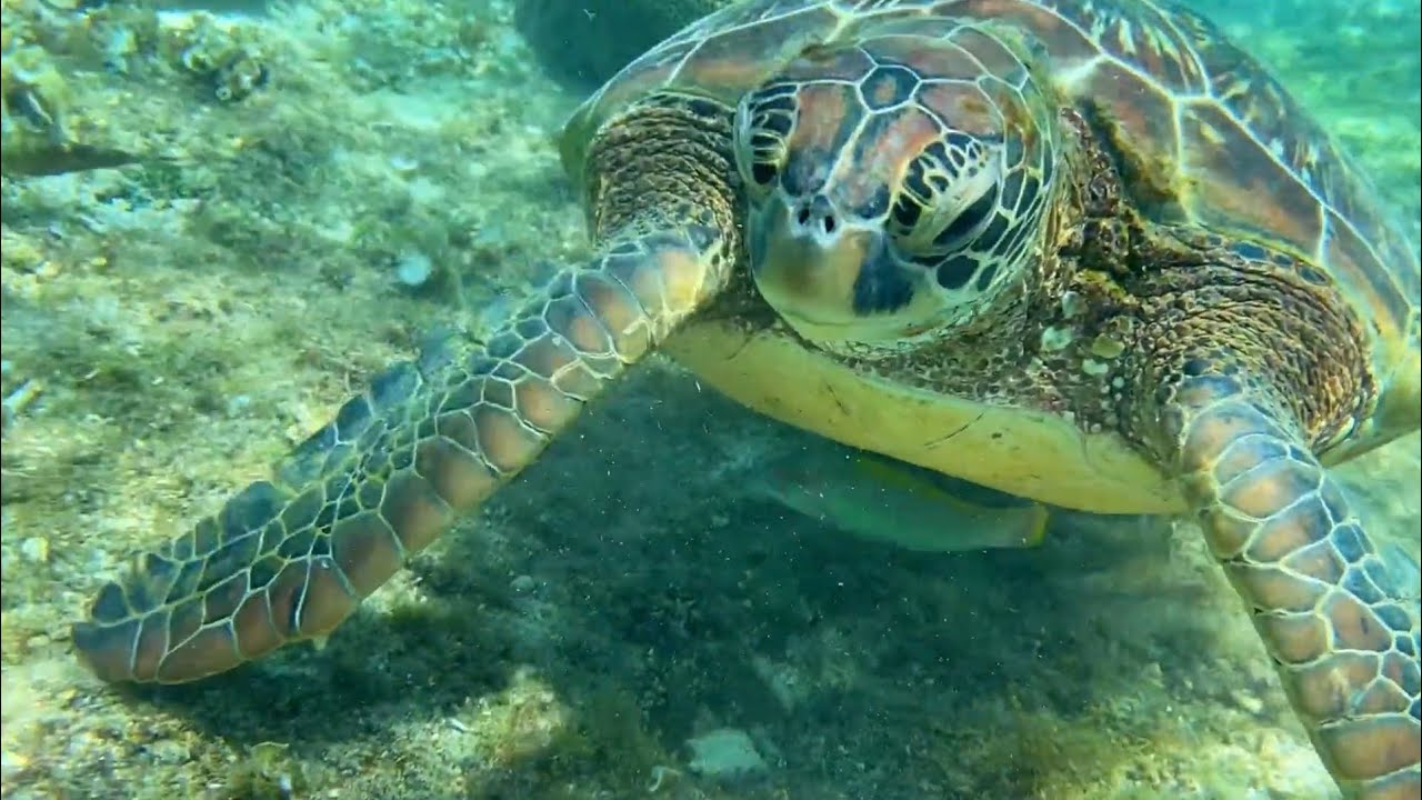 바다거북을 만날 수 있는 거북섬! 아포섬