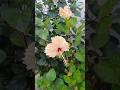 #garden #gardening #gardenplants #flowers #gardeningplants #nature #plants