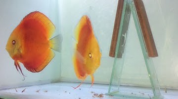 Chăm Sóc Cá Dĩa Sau Sinh Sản