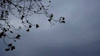 Tree Shaking In The Wind