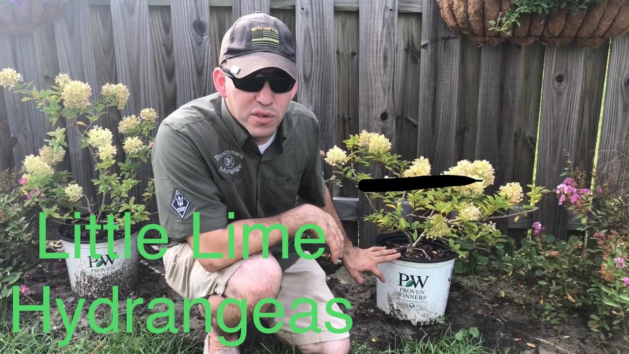 Little Lime Hydrangeas Youtube