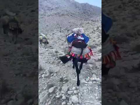 وسائل النقل قديما
