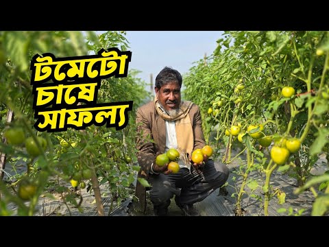 সঠিক জাত ও মানসম্মত চারা | টমেটো চাষে ভালো ফলনের বাস্তব প্রমাণ