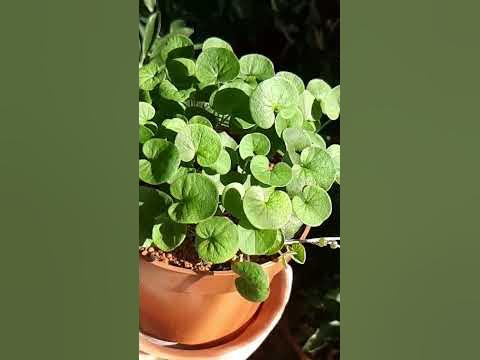 #дихондра #Изумрудный водопад#растения - YouTube