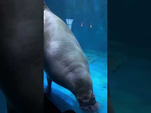 제주아쿠아리움 바다사자
