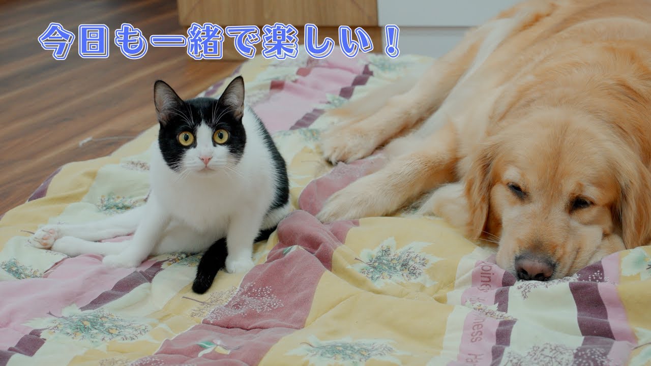 後ろ足が動かなくても、毎日はこんなに楽しい｜保護猫・雨ちゃんの1日