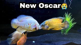New Monster Size Copper Oscar  is very Aggressive ‍♂| Albino Vs Copper |Nikhil Patle#petsvlog